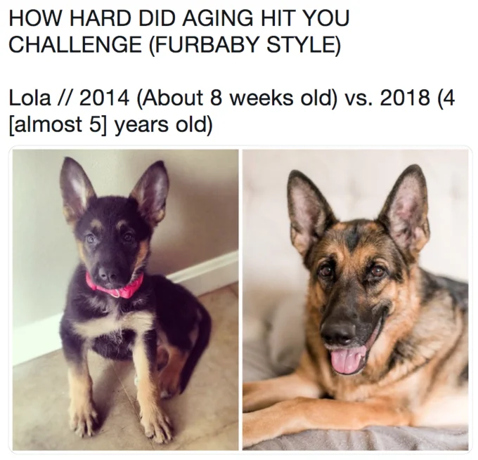 Furbaby version: dog growth over the years.