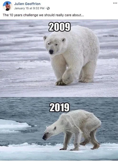 Climate change message: polar bear's visible stress over a decade.