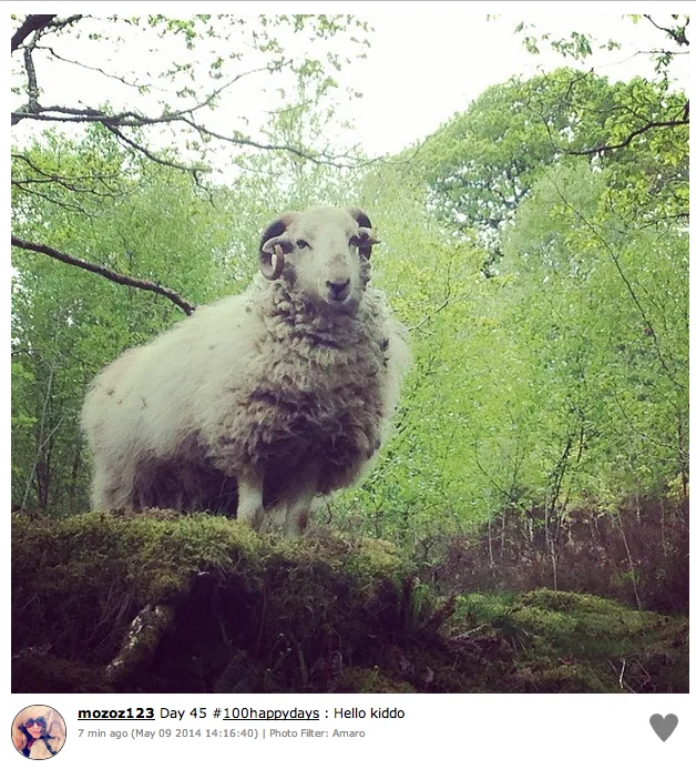 Nature happiness: grazing animal in pastoral setting.