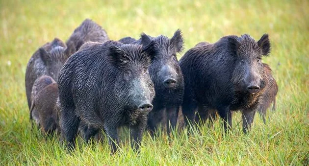The iconic 30-50 Feral Hogs primary image.