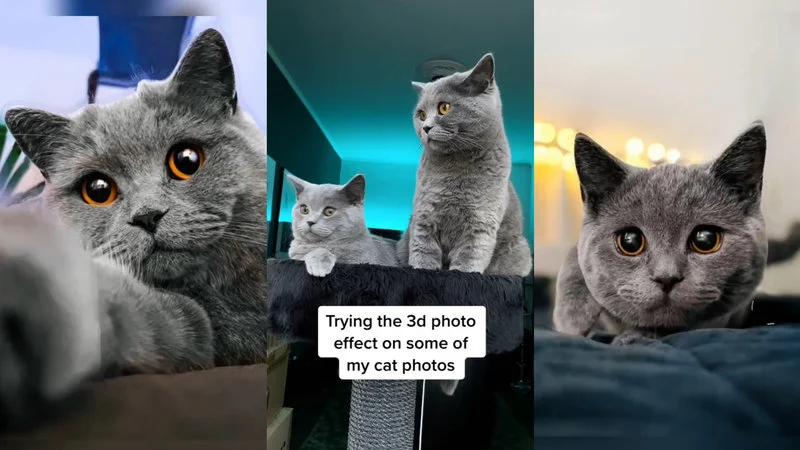 The trend: cat photos with 3D zoom effect.