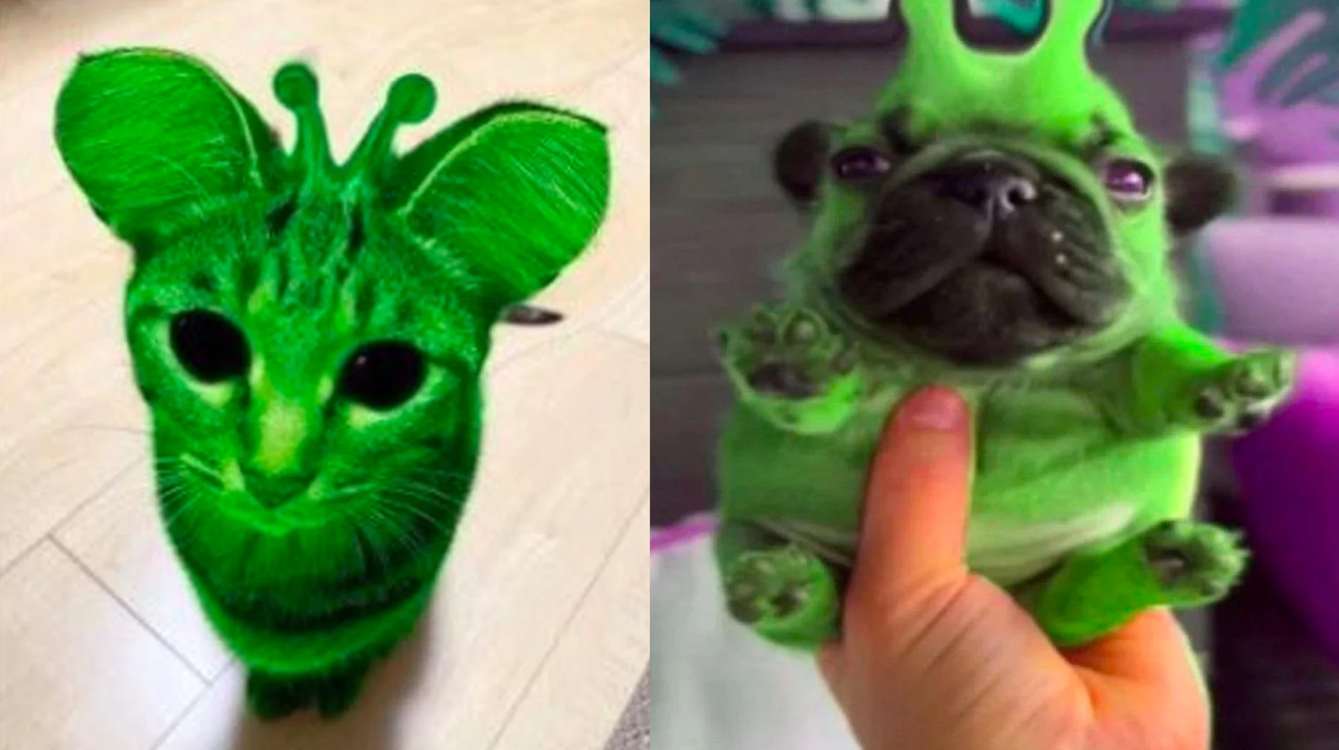 The two central alienposting characters: Zeep the green alien cat and Glorp/Geeble the green alien pug.