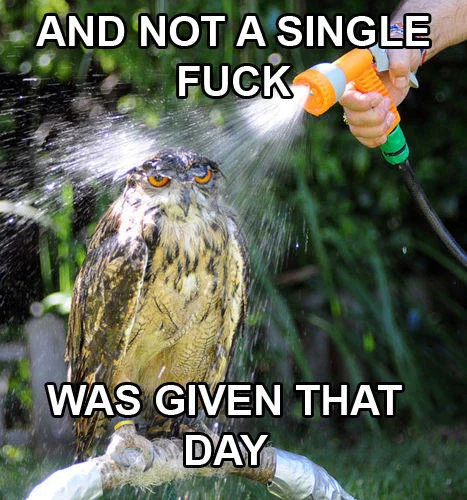 An indifferent owl endures a hose-down, a popular animal variant of the 'not a single fuck' image macro.