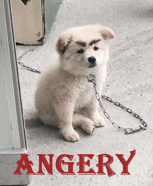 A Facebook post from 'One Big Meme' warning against spamming 'ANGERY'.