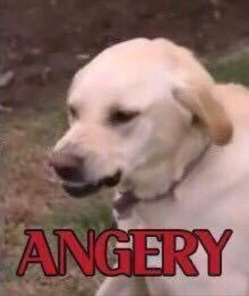 The popular 'Angery' dog image featuring a squinting Labrador.