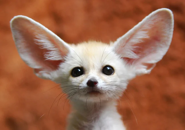 A fennec fox kit — one of the many adorable animal photos that popularized the 'cute animals' internet phenomenon.