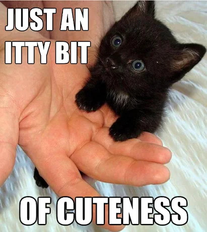 A classic captioned image of a tiny black kitten, exemplifying the 'cute animals' meme format.