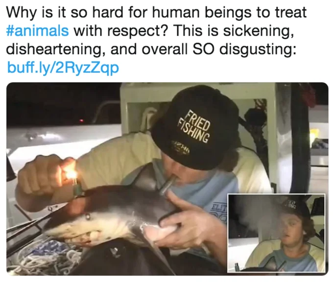 A Twitter user expresses outrage over the viral baby shark bong video.