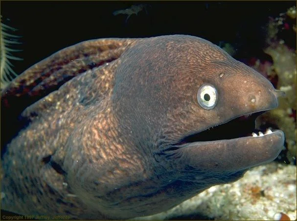 A larger-resolution copy of Jeffrey Jeffords' moray eel photograph, showing the unaltered image before it was used as a reaction meme template.