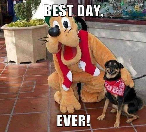 The iconic 'Best Day Ever!' image macro showing a happy dog meeting the Disney character Pluto.