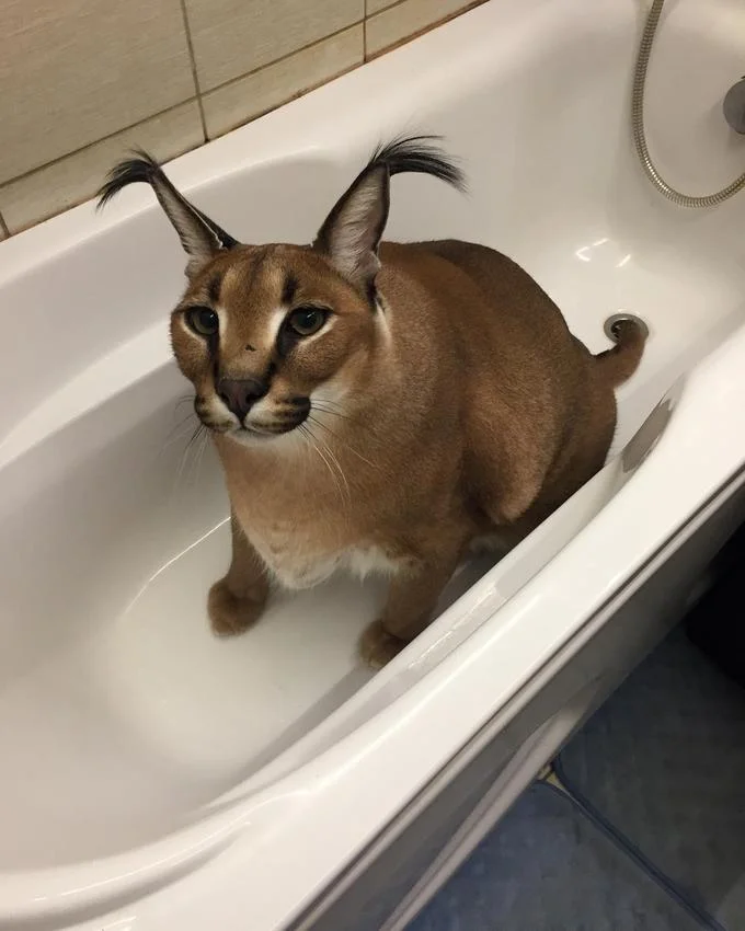 Another photograph of Gag, the caracal known online as Big Floppa.