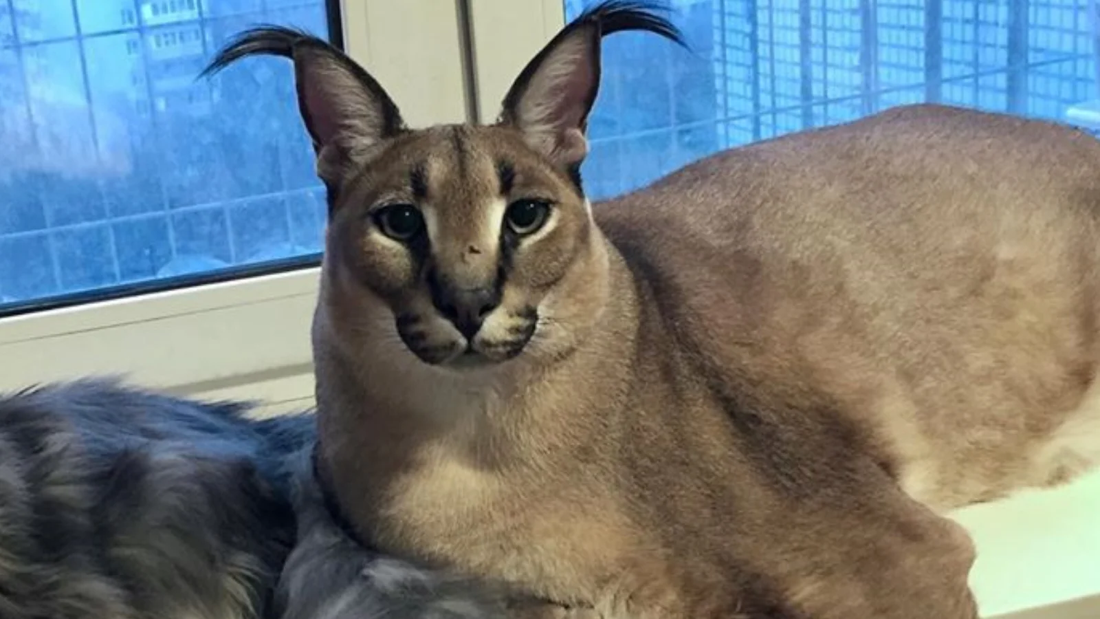 The iconic caracal cat that became the Big Floppa meme.