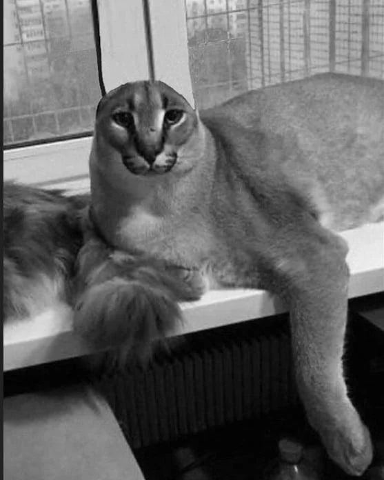 A candid Big Floppa photo widely reused as reaction-image fodder.