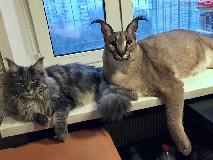 One of the original photos of Gag the caracal, the cat behind Big Floppa.