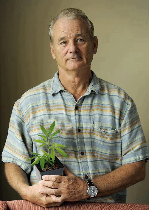 Bill Murray in a widely circulated portrait holding a cannabis seedling, one of the images that helped cement his internet folk-hero status.