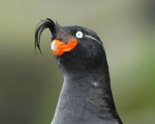 A crested auklet, the type of quirky-looking bird commonly labeled a 'birb' online for its cute and comical appearance.