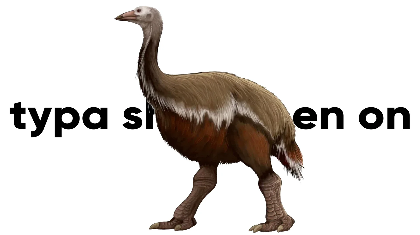 Flightless bird from the Bird Dog meme collection.
