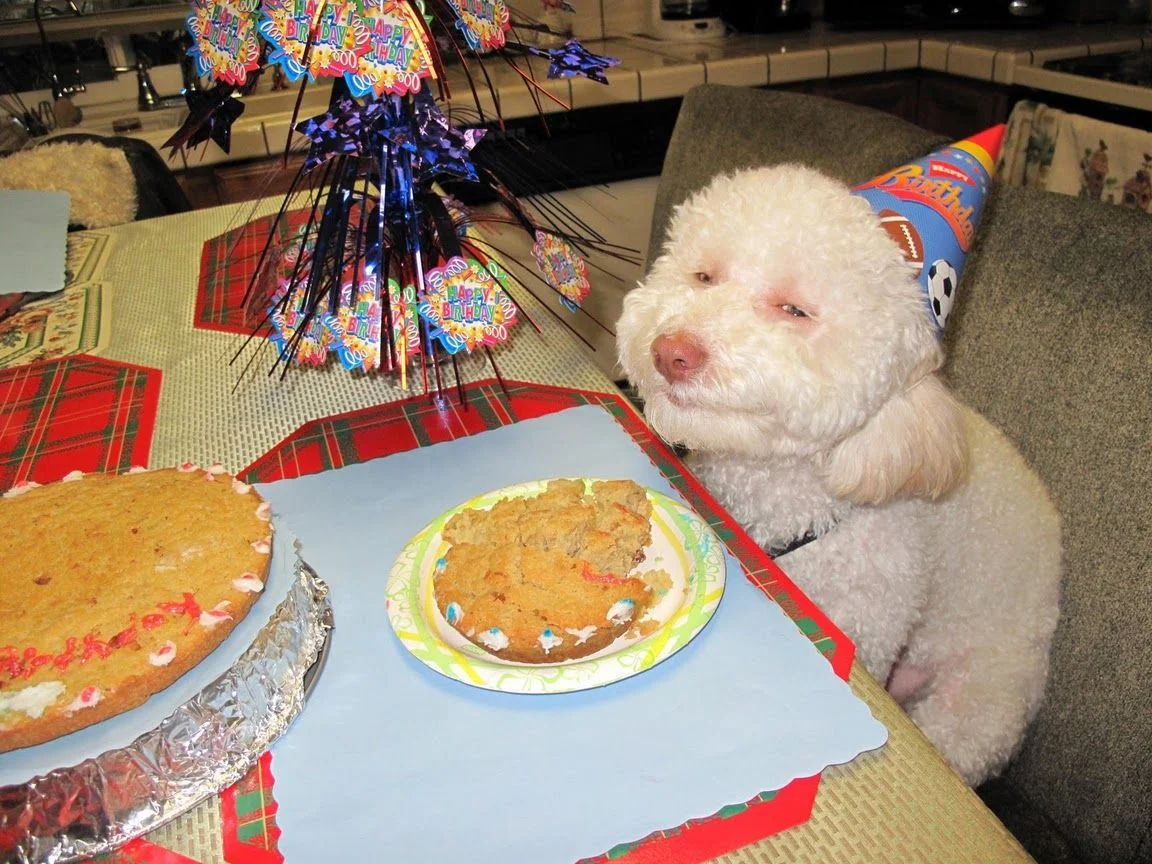 The original Birthday Dog photo showing the white poodle in a party hat with a slice of cake.