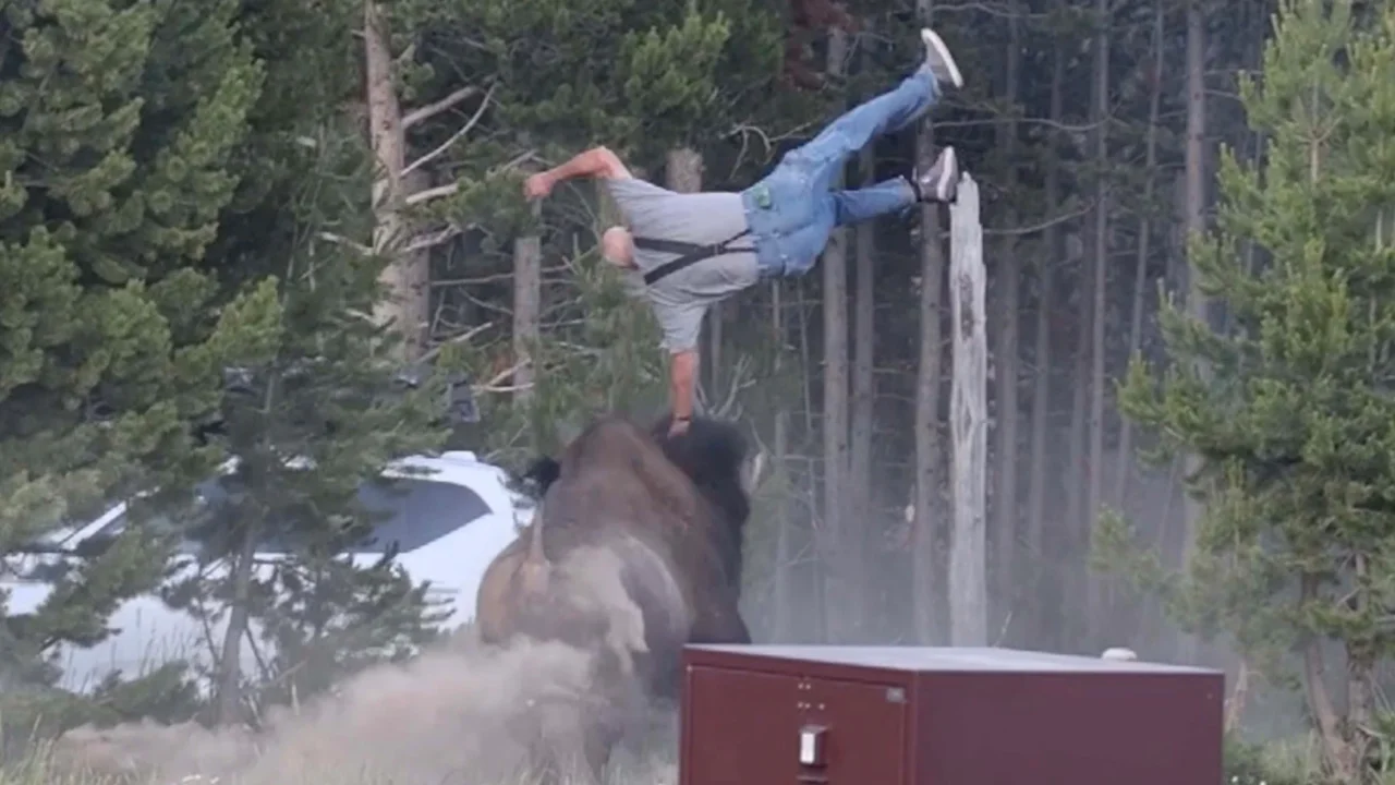 Bison Tossing Man In Yellowstone Video