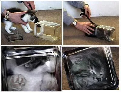 Four-panel collage showing cats being placed into clear containers