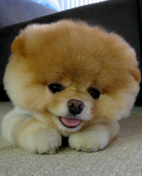 Boo the Pomeranian, dubbed 'The World's Cutest Dog,' known for his signature rounded fluffy haircut.
