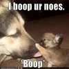Quintessential cute animal boop meme.