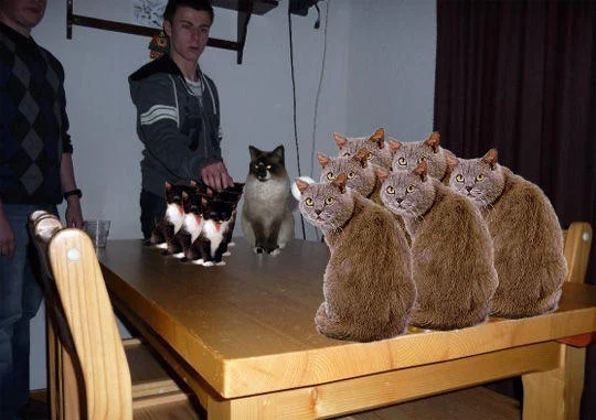 Quintessential boozecats with cats on table.