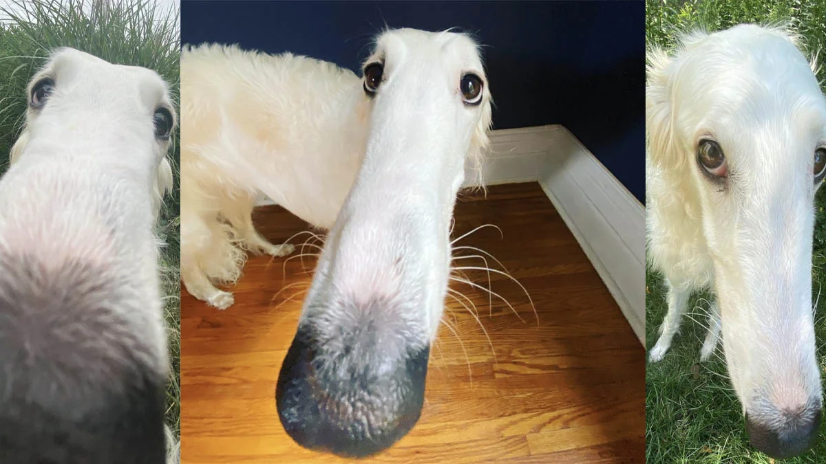 Collage of Borzoi photos highlighting the breed's signature long snout that inspired the 'long nose dog' meme.