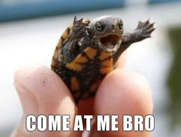 Tiny turtle striking aggressive pose with Come At Me Bro caption.