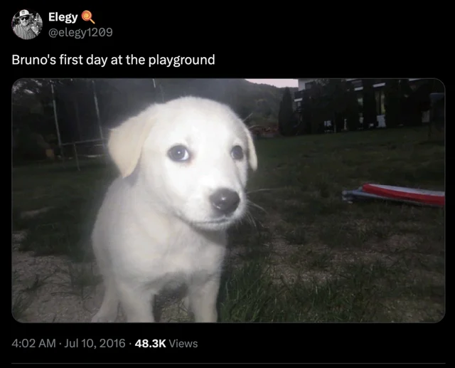 Bruno White Puppy