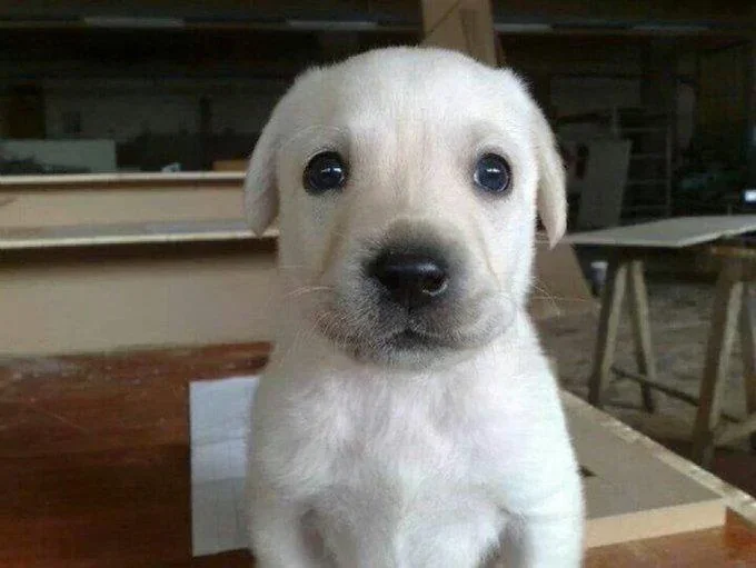 Bruno White Puppy
