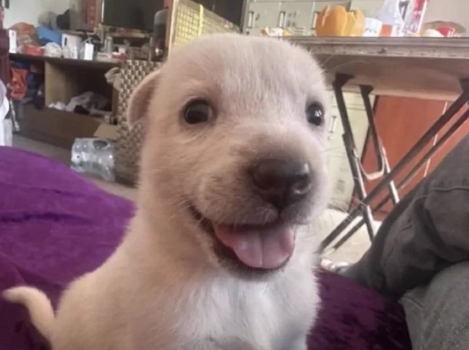Bruno White Puppy