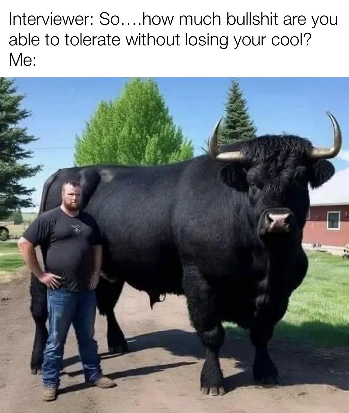 Visual pun using literal bull for bullshit tolerance.