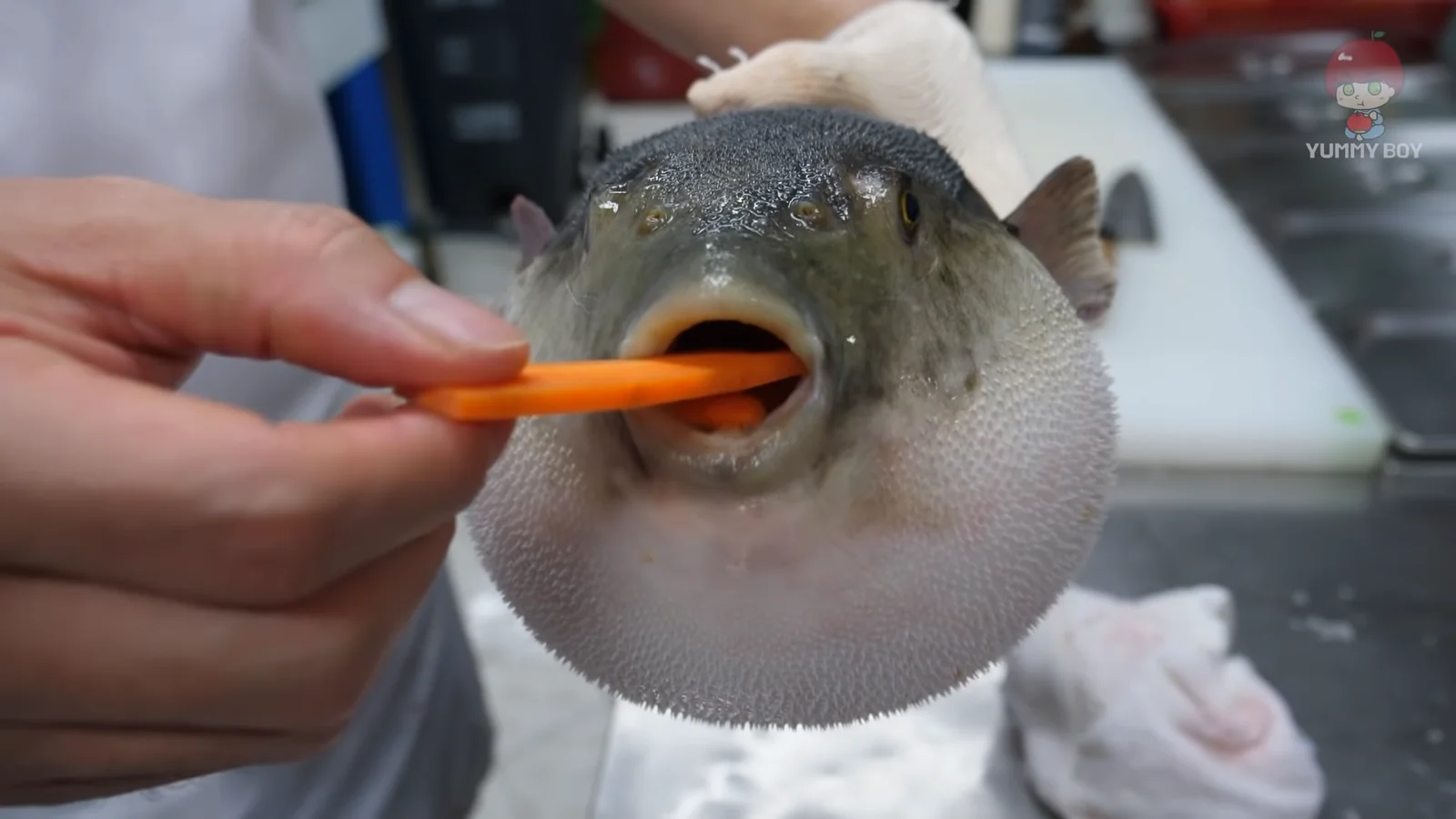 Pufferfish interacting with a carrot.