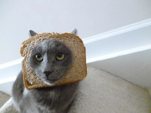 A grey shorthair cat models the cat breading trend with a slice of whole wheat bread, ears popping out through the crust.