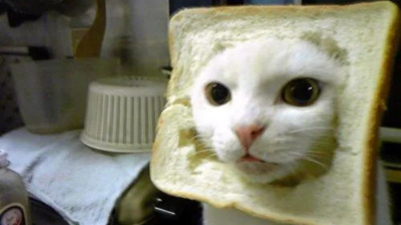 The classic cat breading image: a white cat wears a slice of bread around its face like a frame.
