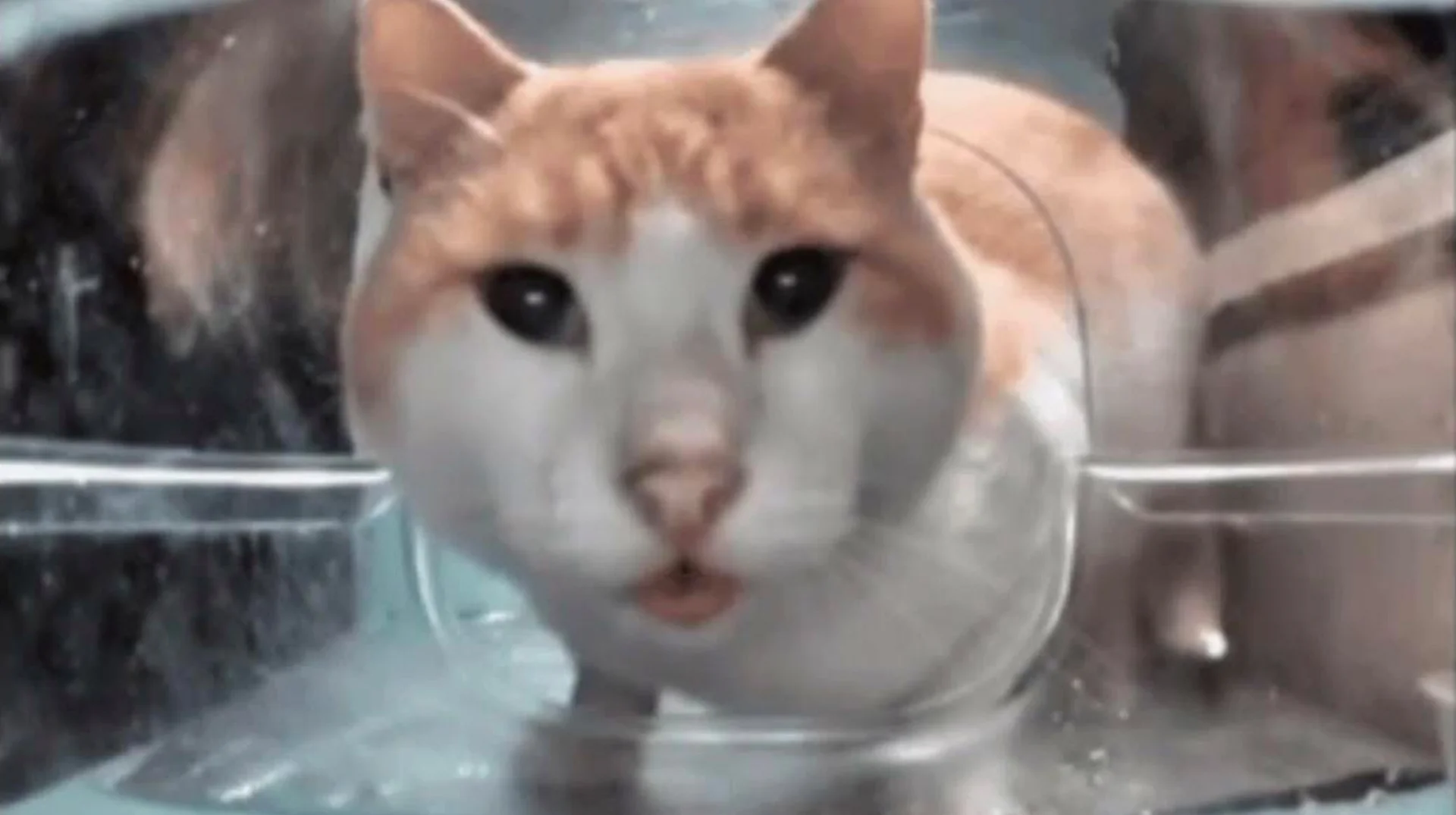 The iconic still from the viral clip that launched the 'cat eating then looking up' meme.