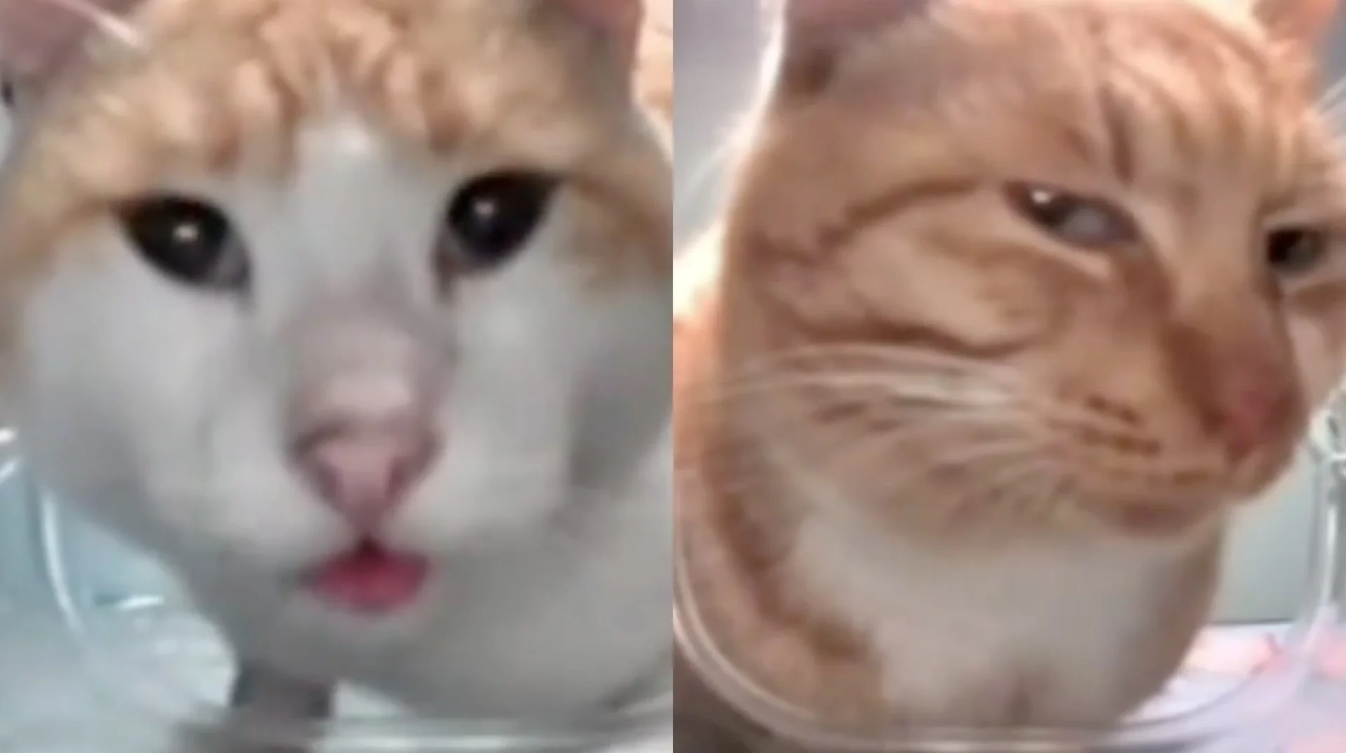 The signature dual-cat close-up captured by a Hello Street Cat feeder camera that launched the meme.