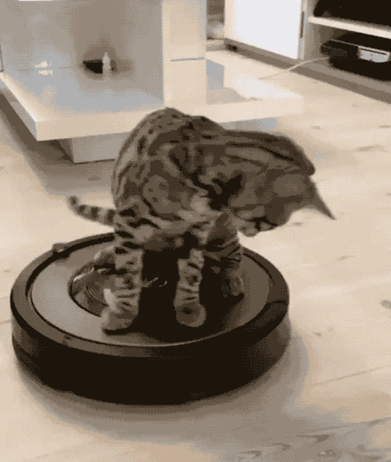 Striped cat standing on black Roomba.