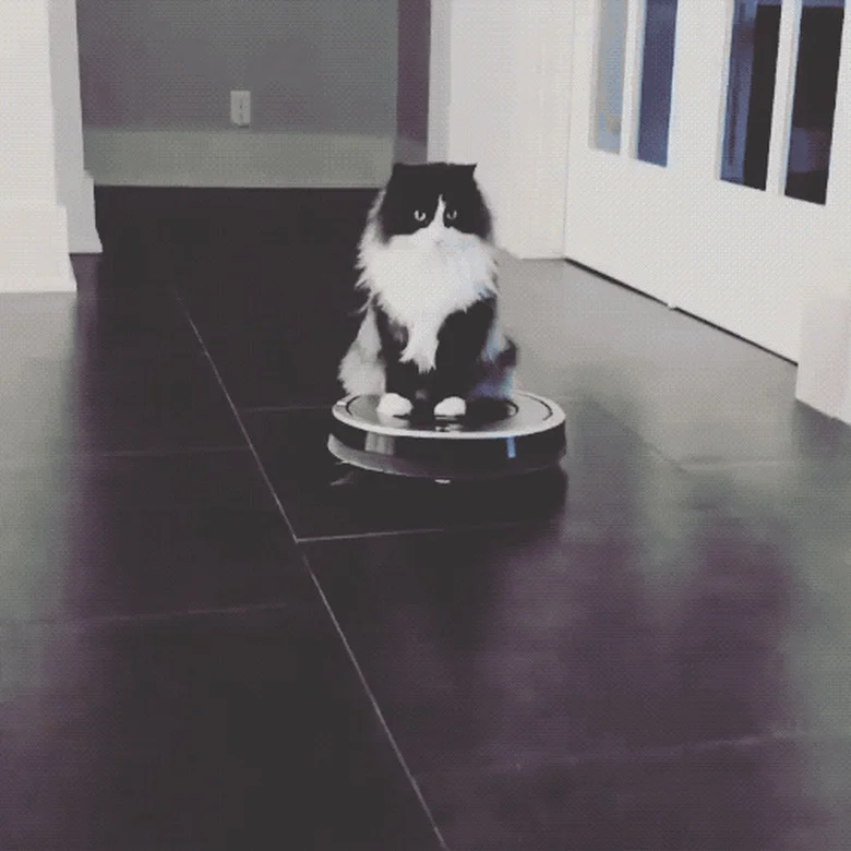 Black cat riding Roomba with companion nearby.