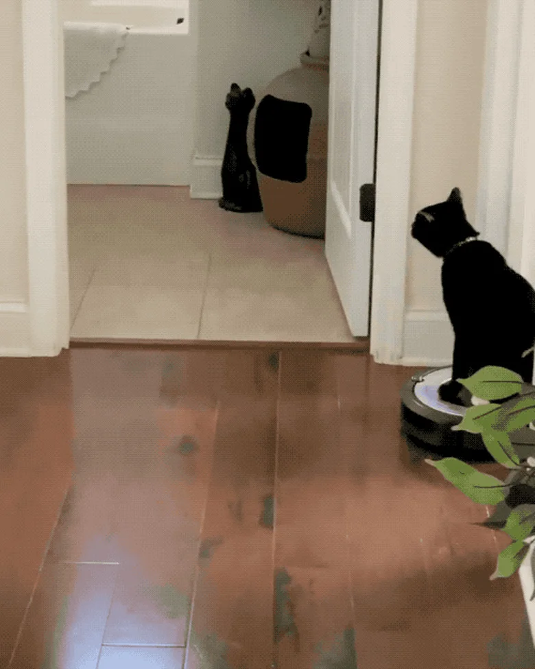 Black cat riding Roomba in home setting.