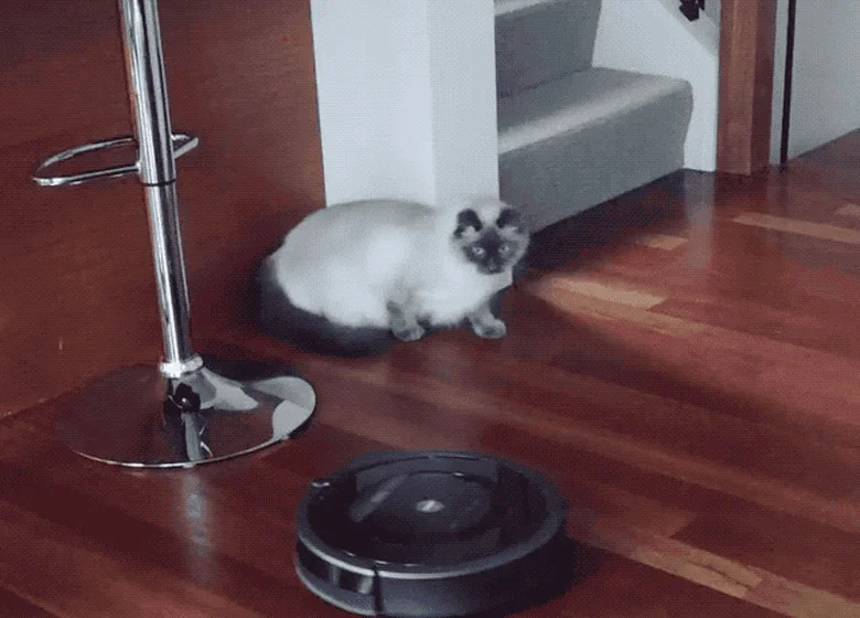 White cat on dark object near Roomba.