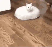 Classic fluffy white cat on early Roomba.
