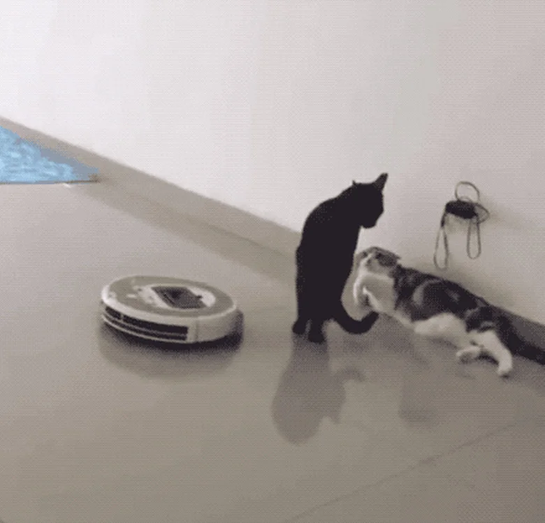 Cats playing near an idle Roomba.
