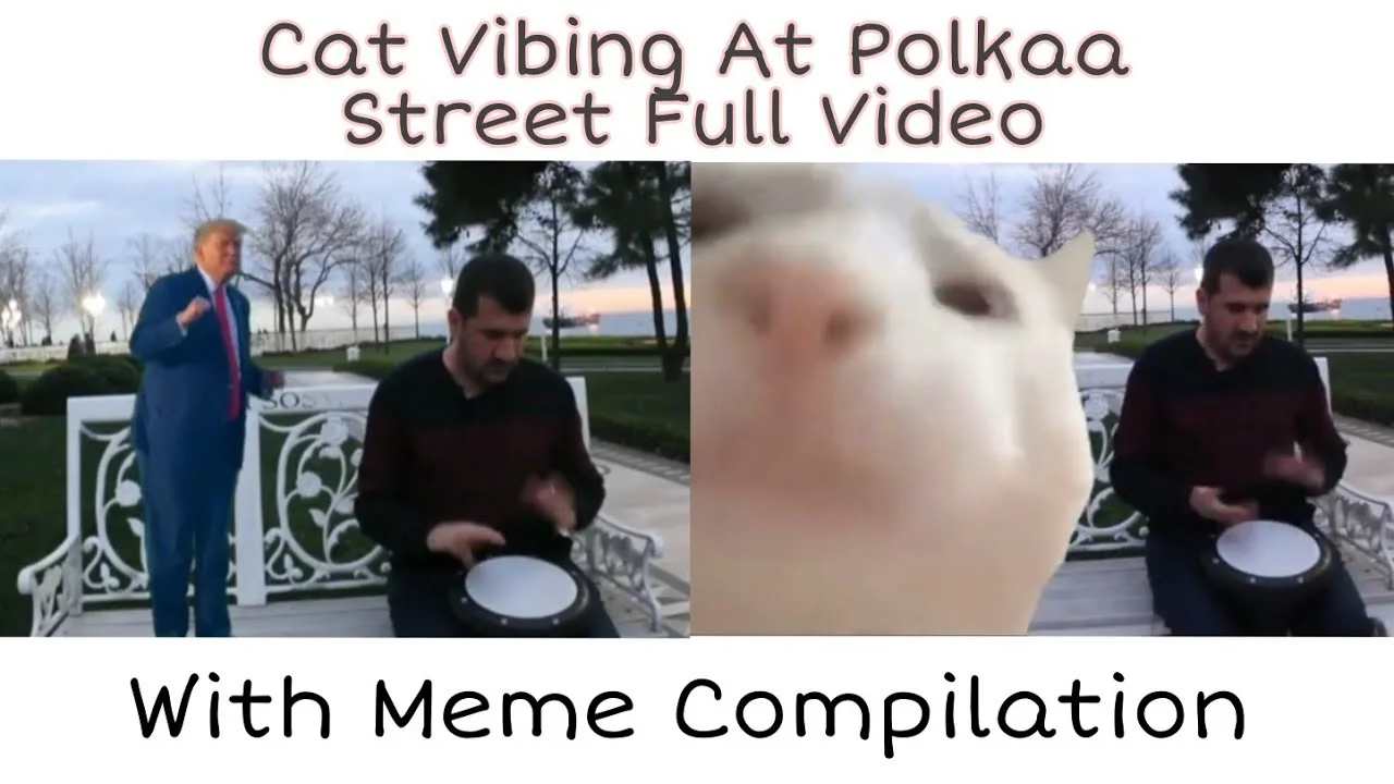 Compilation of cat vibing with musician.