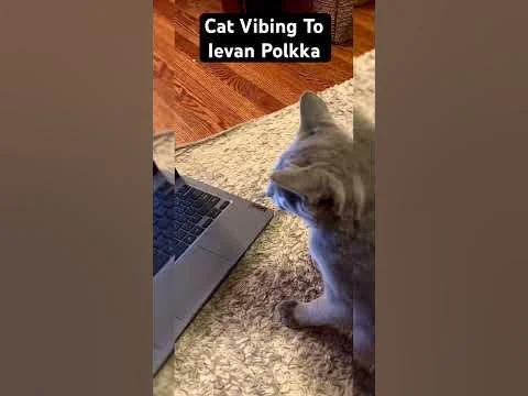 Cat vibing labeled with the song name.