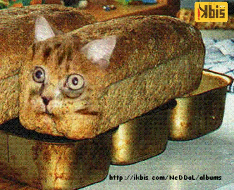The classic photographic version of the cat-bread meme, showing a real cat wearing a loaf like a costume.