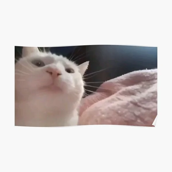 The canonical Catjam character expression.