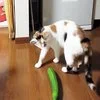 Cat startled by cucumber in viral prank trend.