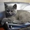 Calm cat resting on printer device.